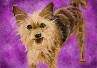 A yorkie dog stands in a purple/fuschia abstract space/background.