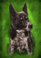 A black dog with a sleek/short coat, white belly with black spots.